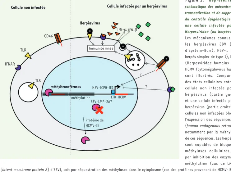 Figure 1.  Représentation  schématique des mécanismes de  transactivation et de suppression  du contrôle épigénétique dans  une cellule infectée par les  Herpesviridae (ou herpèsvirus)