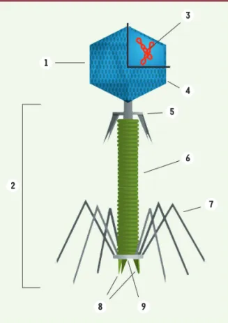 Figure 1. Structure du bactériophage T4. 1 : tête, 2 : queue, 3 :  acide nucléique, 4 : capside, 5 : collier, 6 : gaine, 7 : fibres de  queue, 8 : épines, 9 : plaque basale (d’après Y