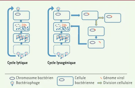Figure 2.  Cycles infectieux des phages virulents et  tempérés.  L’injection du génome du phage virulent  (partie gauche) signe le point de départ de la  sub-version de la bactérie par les gènes du phage menant  à la production de nouveaux virions qui sero
