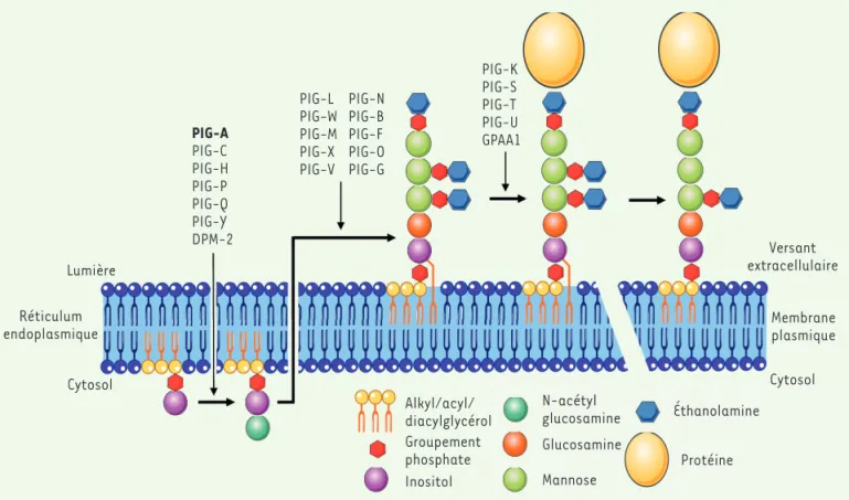 Figure 1. Biosynthèse de l’ancre glycosyl-phosphatidyl-inositol (GPI) et gènes impliqués (d’après [1]).