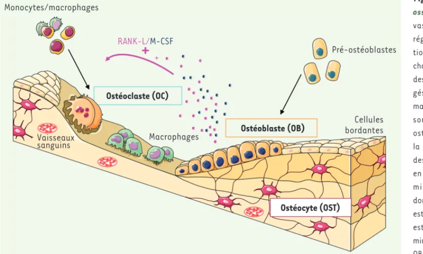 Figure 1.  Le remodelage  osseux.  L’os est un tissu  vascularisé en perpétuelle  régénération grâce à  l’ac-tion des ostéoclastes (OC),  chargés de la résorption, et  des ostéoblastes (OB),  char-gés de la formation de la  matrice osseuse