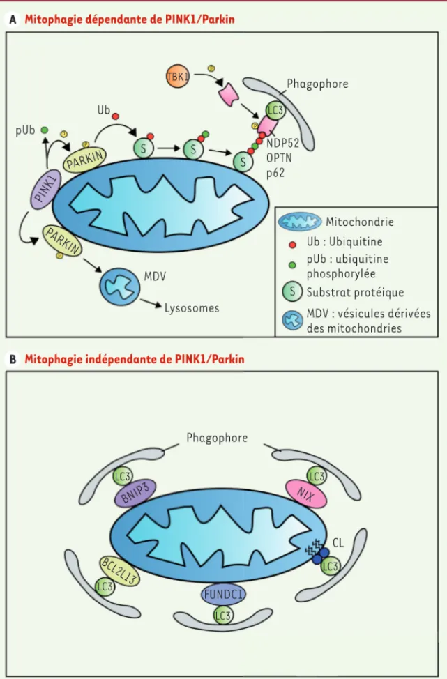 Figure 3. La mitophagie dépendante et indépen- indépen-dante du couple de protéines PINK1/Parkin