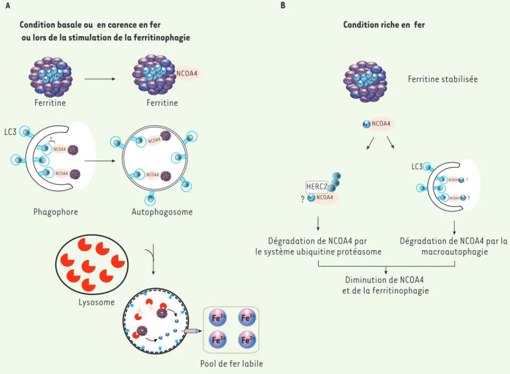 Figure 2. Schéma simplifié de la ferritinophagie dépendante de NCOA4. A. En condition basale ou en carence de fer, le fer Fe 3+  est stocké dans la  ferritine, une molécule multimérique capable de chélater 4 000-4 500 atomes de fer par molécule