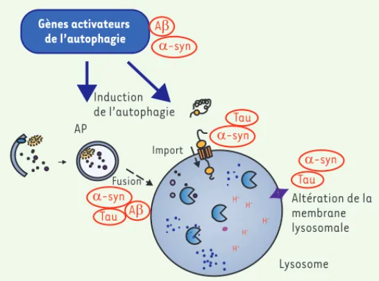 Figure 2. Perturbation de l’autophagie par les protéines associées aux maladies  neurodégénératives