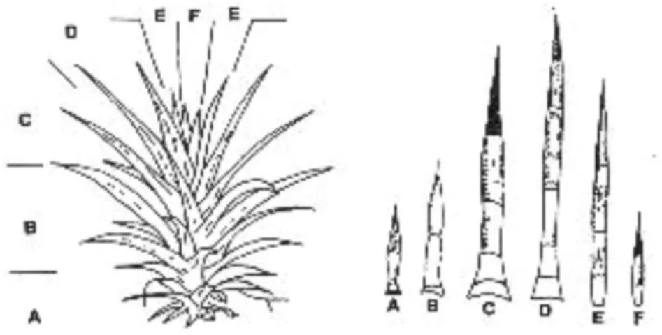 FIGURA 1 – Posicionamento das folhas no caule em função da idade da folha  