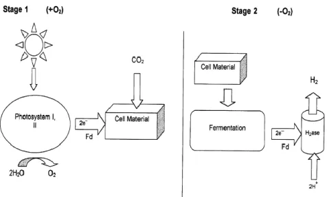 Figure 20. Représentation schématique de la production d’hydrogène par voie biophotolyse indirecte [2]