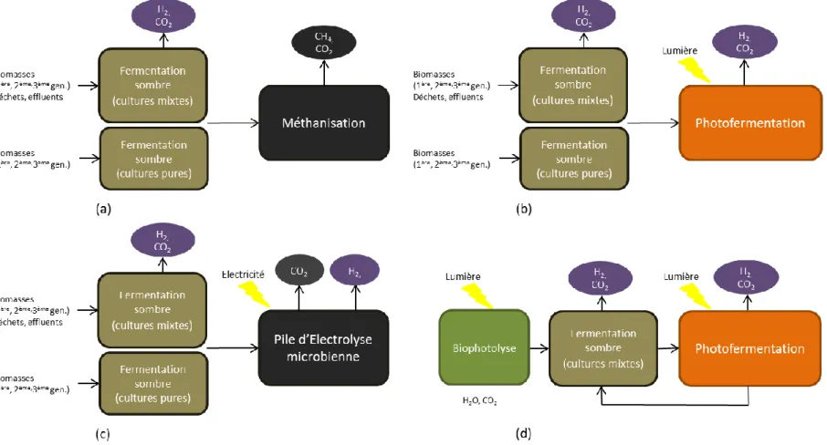Figure 25. Représentation schématique des différentes combinaisons de procédés biologiques de production de bioénergies, en vue de produire :  (a) H 2 DF /CH 4 ,  