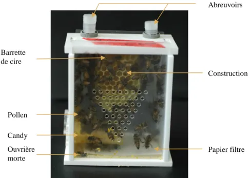 Figure 9: Cagette pain pendant la construction du rayon  (Source : Geoffrey MONTES) 