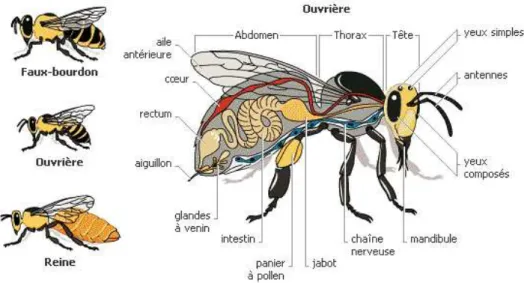 Figure 1: Biologie de l'abeille et distinction en trois castes   (Source: http://apiculture.virginradioblog.fr/) 