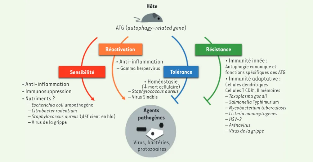 Figure 3. Schéma synthétique du rôle des ATG (autophagy-related gene) dans des modèles murins d’infections (souris déficientes en certains ATG)
