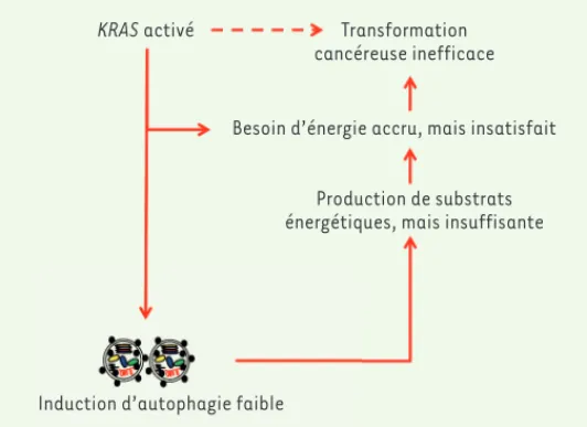 Figure 1. L’activation de l’oncogène KRAS (Kirsten rat sarcoma virus) augmente  de manière drastique les besoins énergétiques de la cellule