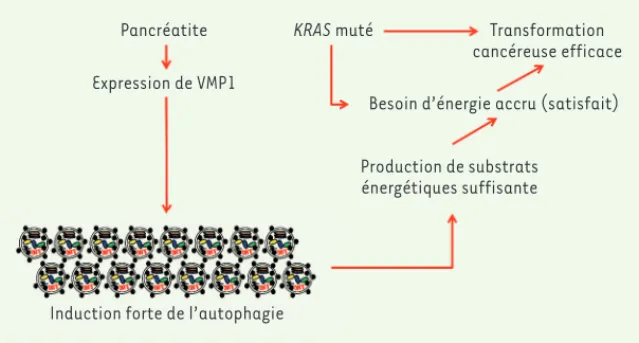 Figure 2.  La pancréatite induit un fort taux  d’autophagie au travers de l’activation de  l’ex-pression de la protéine VMP1 (vacuole membrane  protein 1)