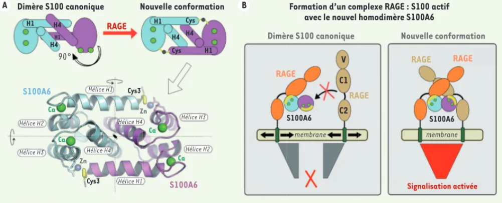 Figure 2. Une nouvelle conformation pour l’homodimère S100A6 stabilisée par un mécanisme cystéine-dépendant