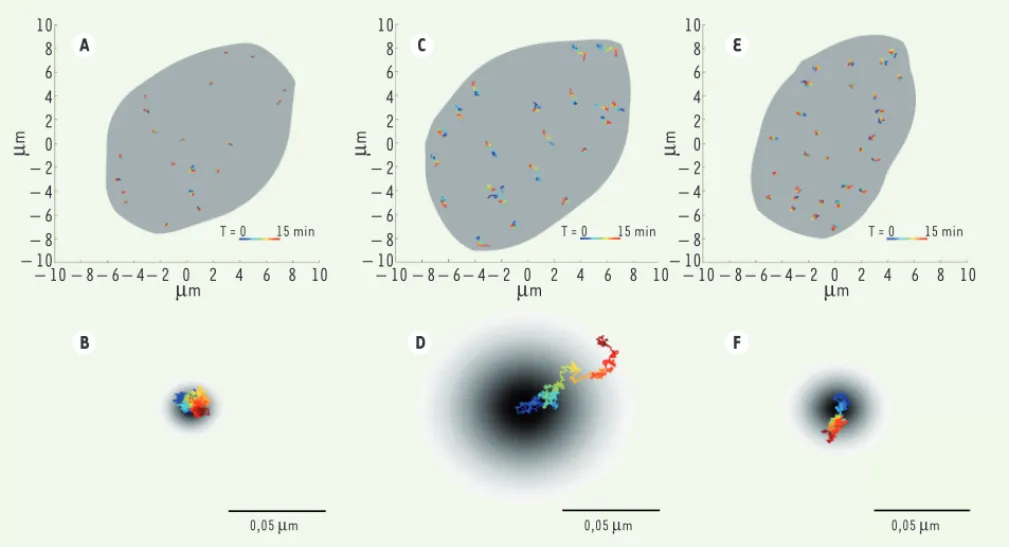 Figure 2. Exemples de trajectoires de télomères dans 3 types de lignées cellulaires. A