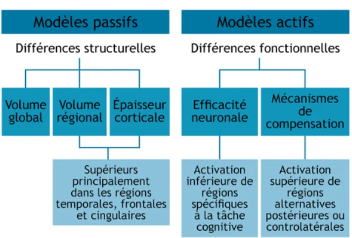 Figure 2-2. Schéma récapitulatif des principaux types de réserve en fonction de leurs effets sur  le cerveau