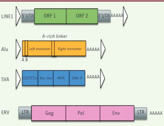 Figure 2.  Structure génomique des rétroélements.  ORF : open reading frame  (cadre de lecture ouvert) ; LTR : long terminal repeat (longue répétition  flanquante) ; VNTR : variable number of tandem repeats (nombre variable de  répétitions en tandem) ; SIN