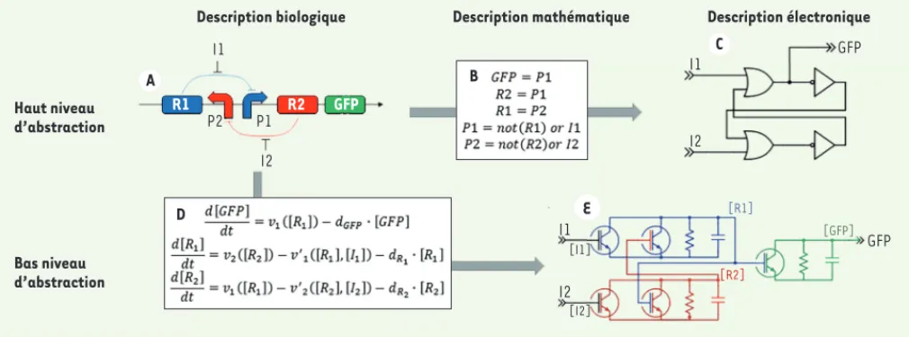 Figure 1. Schéma de passage de la description biologique (A) à un modèle électronique équivalent