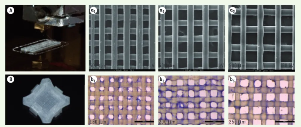 Figure 2. Procédé de biofabrication par la « technique sandwich ». Impression 3D de grilles de PLA (matériau plastique) (A) de porosités crois- crois-santes (a1, a2, a3)