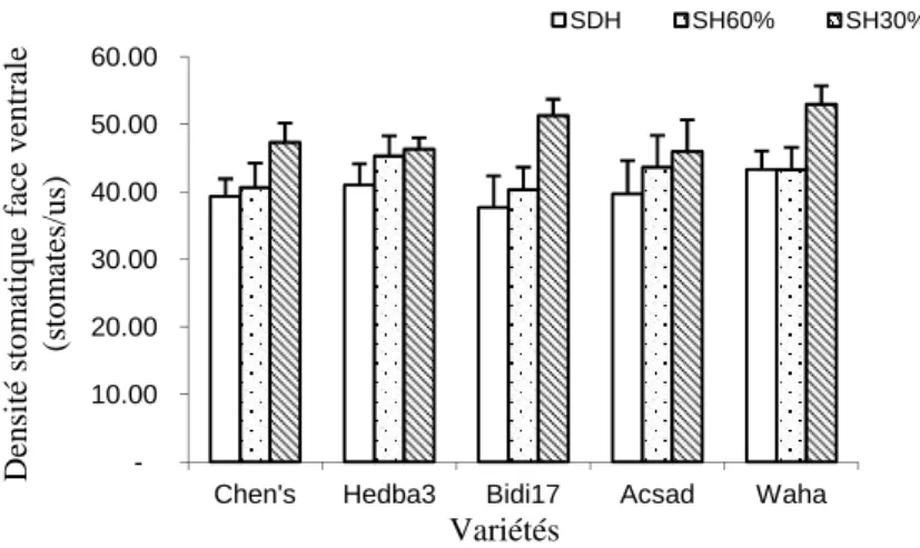 Tableau 7. Analyse de la variance de la densité stomatique (stomate/ us) de la face ventrale des feuilles des plantes des variétés de blé sous régime hydrique au stade floraison.