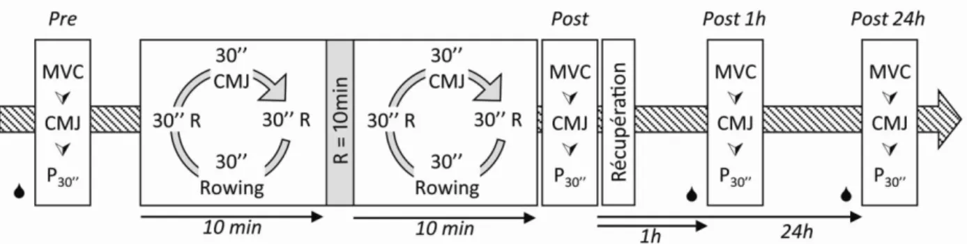 Figure 2 - Protocole expérimental. MVC (i.e. FMV), force maximale volontaire ; CMJ, saut en contre mouvement ; P 30’’ , 30-sec  rameur ; , Prélèvement sanguin ; Rowing, rameur ; R, Repos