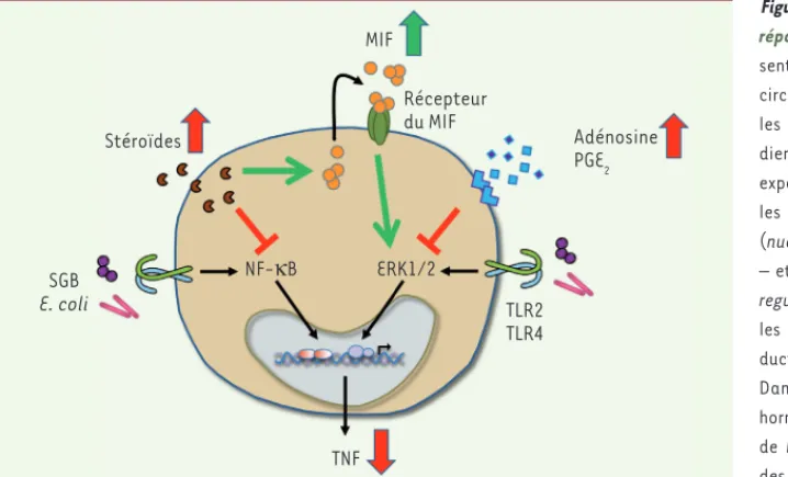 Figure 2. Modèle par lequel le MIF promeut la  réponse immunitaire innée néonatale.   Pré-sentes à des concentrations élevées dans la  circulation fœtale et néonatale, l’adénosine,  les prostaglandines et les hormones  stéroï-diennes réduisent la capacité 