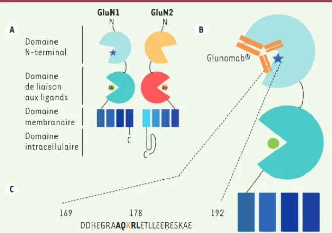 Figure 1.  Le Glunomab ®  cible un site régu- régu-lateur du récepteur NMDA activé par le tPA