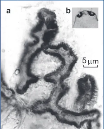 Figure 1 -  a) Appareil sous-neural coloré par le Vert Janus  B et fixé par le molybdate d’ammonium