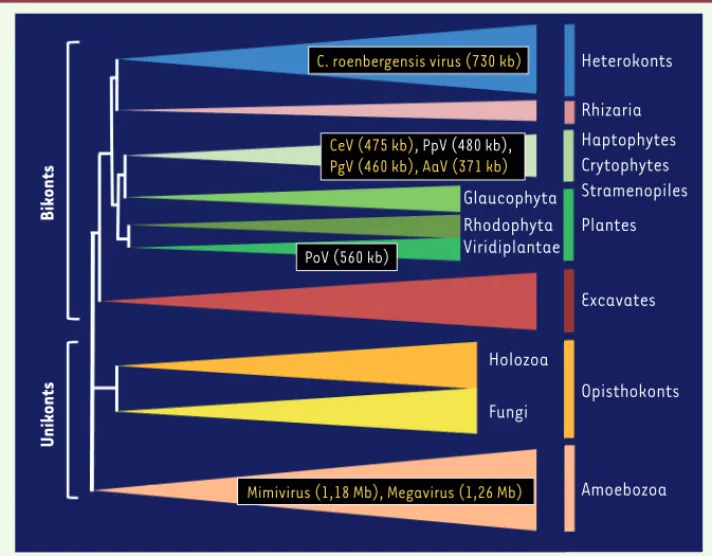 Figure 2.  Diversité des hôtes euca- euca-ryotes connus pour être infectés par  des Mimiviridae