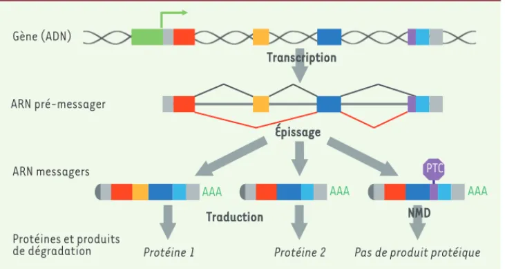 Figure 1.  Les grandes étapes de la  régulation de l’expression des gènes. 