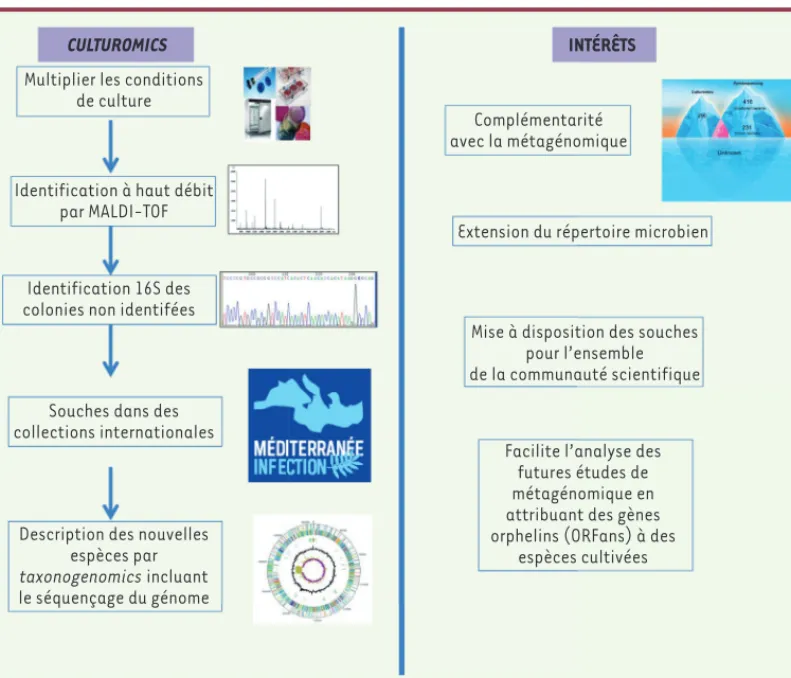 Figure 1. Schéma expli- expli-catif de la culturomics et  de son intérêt.  MALDI-TOF :  matrix assisted  laser desorption  ionisa-tion-time of flight.