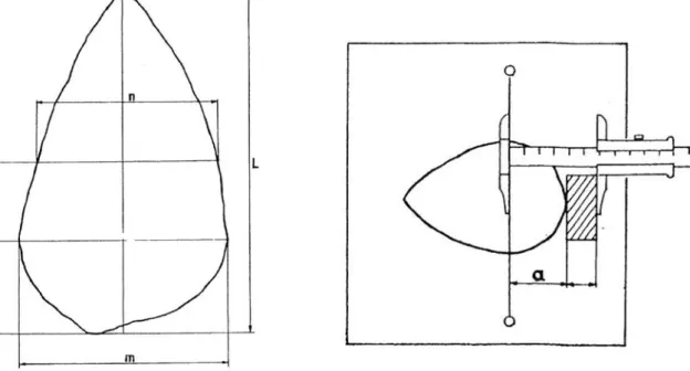 Illustration n° 8 : Les mesures  du biface selon F. Bordes  (Bordes (a) (livre), 1979, p