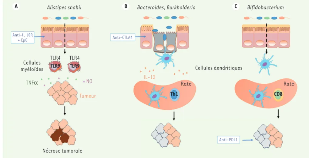 Figure 3. Impact du microbiote intestinal dans l’immunité anti-tumorale induite par les immunothérapies
