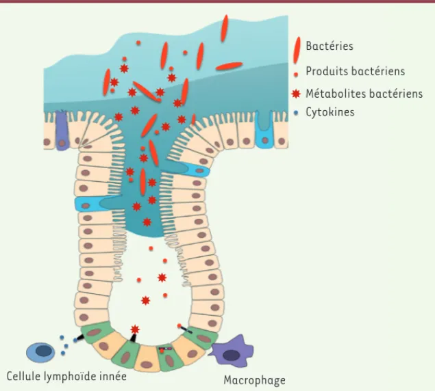 Figure 4. Le dialogue microbiote-CSI.  Schéma  récapitulant les interactions possibles entre le  microbiote et les CSI (cellules souches  intes-tinales)