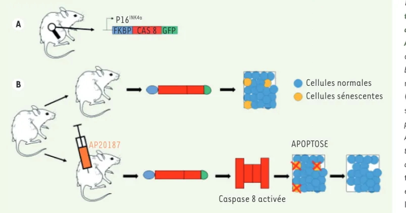 Figure 1.  Stratégie d’élimina- d’élimina-tion des cellules sénescentes  chez les souris  INK-ATTAC