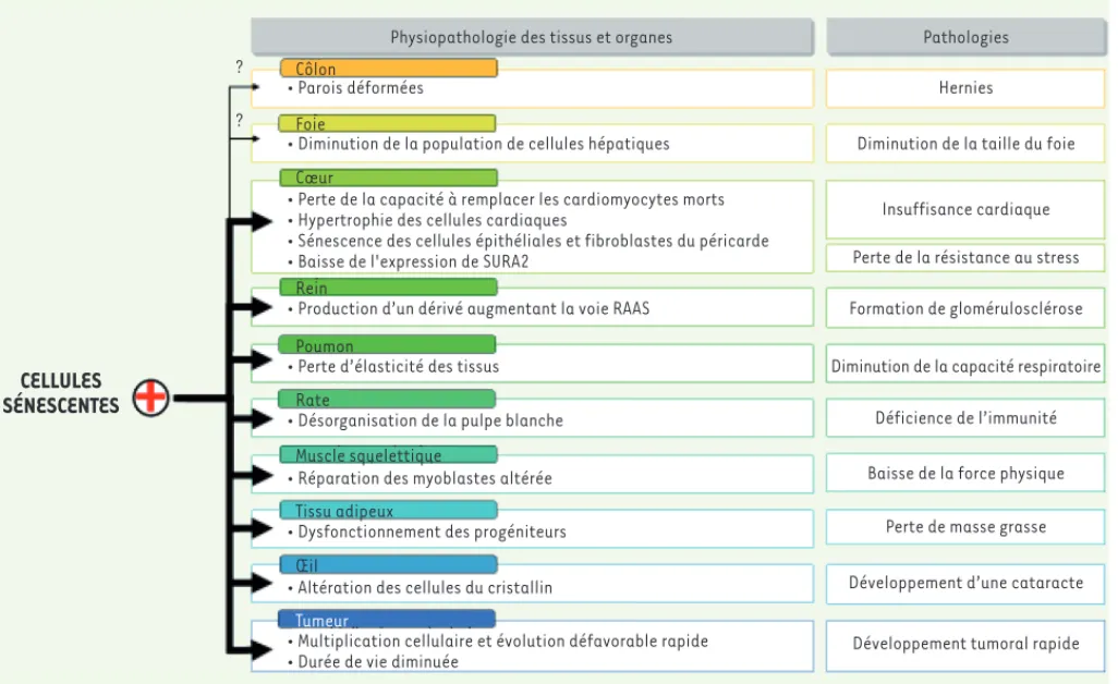 Figure 2. Conséquences physiopathologiques de la sénescence au niveau des tissus/organes et pathologies associées au vieillissement