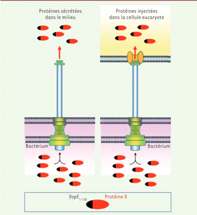 Figure 1.  Schéma illustrant l’outil de délivrance des protéines basé sur la ST3 des bactéries  Y