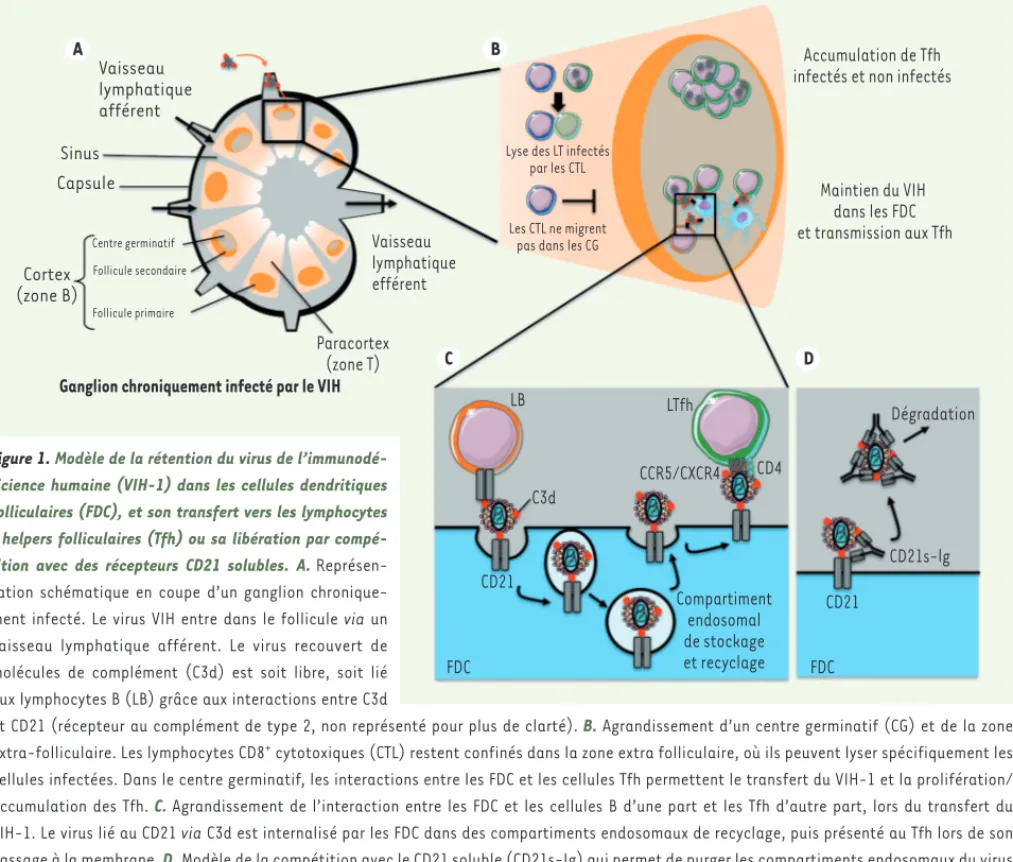 Figure 1. Modèle de la rétention du virus de l’immunodé- l’immunodé-ficience humaine (VIH-1) dans les cellules dendritiques  folliculaires (FDC), et son transfert vers les lymphocytes  T helpers folliculaires (Tfh) ou sa libération par  compé-tition avec d