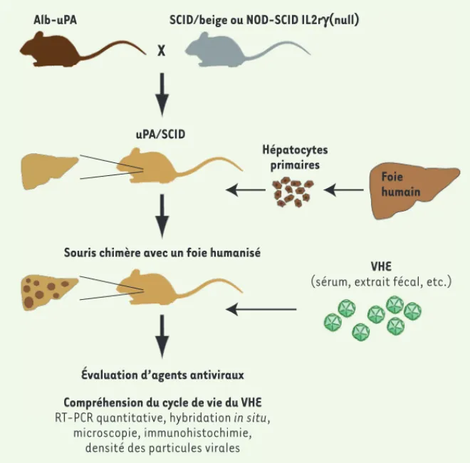 Figure 1. Protocole d’infection virale par le VHE d’une souris au foie humanisé. Des souris trans- trans-géniques exprimant le transgène activateur du plasminogène (uPA) dans le foie sont croisées  avec des souris immunodéprimées