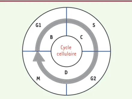 Figure 1. Représentation schématique du cycle cellulaire.  Le  cycle cellulaire eucaryote est composé des phases G1, S, G2  et M alors que le cycle cellulaire procaryote se compose des  phases B (G1), C (S) et D (cytocinèse).