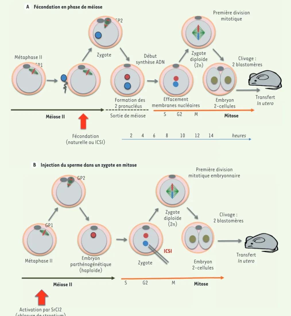 Figure 1. Procédure expérimentale d’ICSI pendant la phase de méiose (A) et de mitose (B)