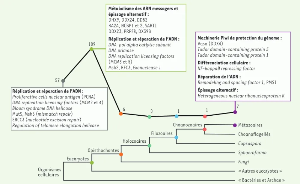 Figure 2. Profil phylogénétique des 180 gènes de la boîte à outils moléculaire ancestrale des cellules souches