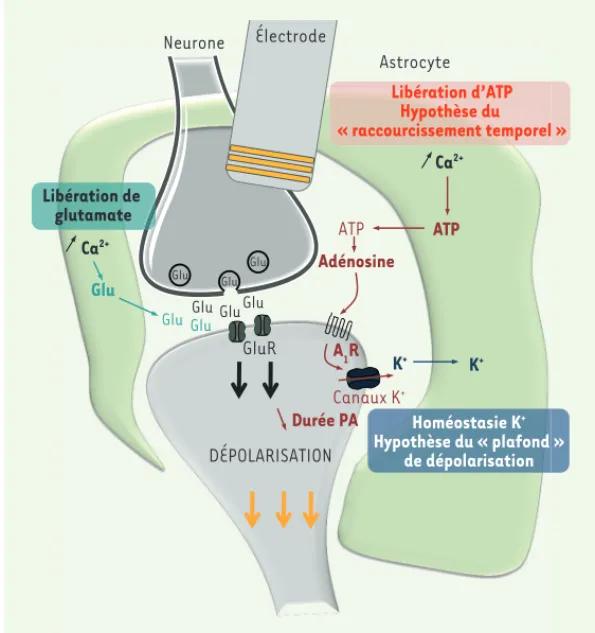 Figure 1. Hypothèses concernant l’implication des astro- astro-cytes dans les effets de la DBS