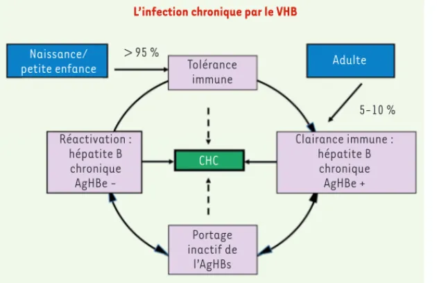 Figure 4. Histoire naturelle de l’infection chronique. 
