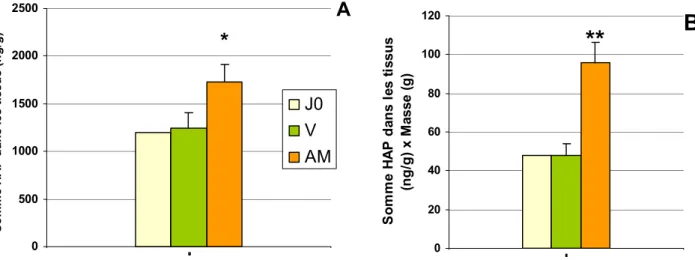 Figure 12: Somme des concentrations en HAP dans les tissus de dreissènes, moyennée sur les 2 mois  d'exposition (A) et pondéré par le poids des organismes (B) (valeurs significativement différente du témoin 