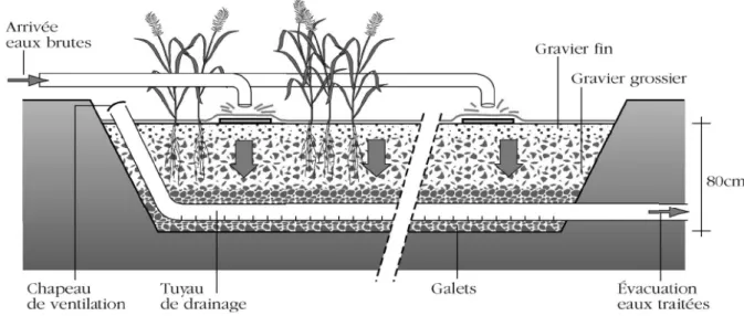 Figure 1 : Schéma d'un filtre à écoulement vertical, d’après Groupe Macrophytes et traitement des eaux (2005) 