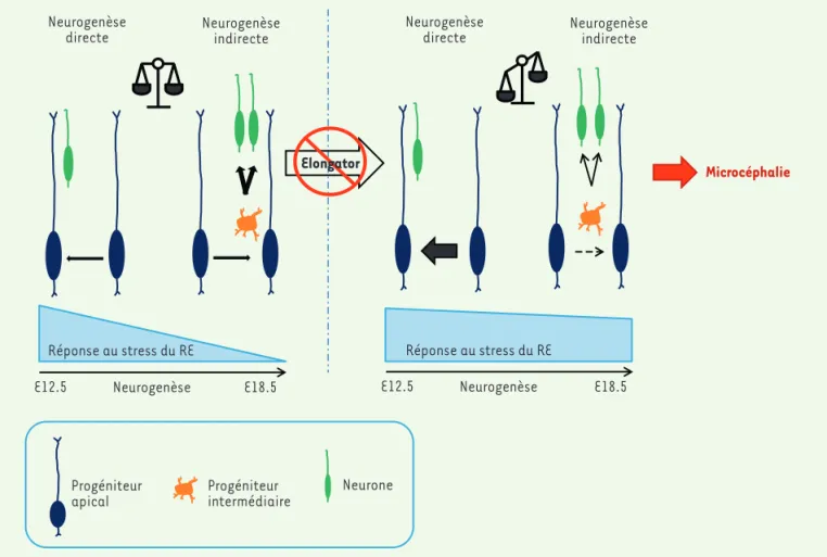 Figure 1. Modèle suggérant l’implication de l’UPR (réponse au stress du RE) dans le contrôle de la neurogenèse au cours du développement du cor- cor-tex cérébral