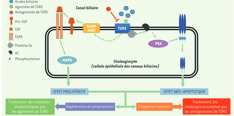 Figure 1. TGR5 et ses prétendants. La liaison des acides biliaires ou des agonistes spécifiques de TGR5 (ou Gpbar 1, G protein-coupled bile acid  receptor 1) entraîne la stimulation de la voie MAPK (mitogen-activated protein kinase) par l’intermédiaire de 