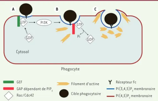 Figure 1. La PI3K, agent indispensable pour l’encerclement de la cible phagocytaire. A
