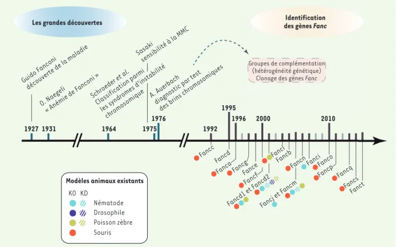 Figure 1. Frise chronologique des grandes étapes de la recherche sur l’anémie de Fanconi (AF)