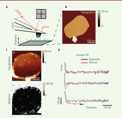 Figure 1. Cartographie des sites d’interactions  de PAR1 à l’aide de l’AFM et de l’imagerie  FD